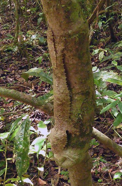 Gecko-2.jpg