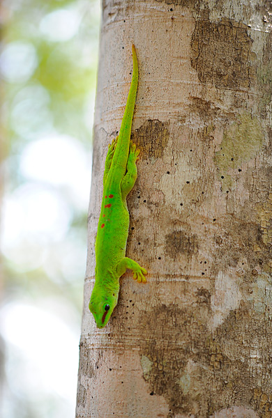 Lezard.jpg