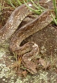 Boa-2