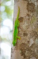 Lezard